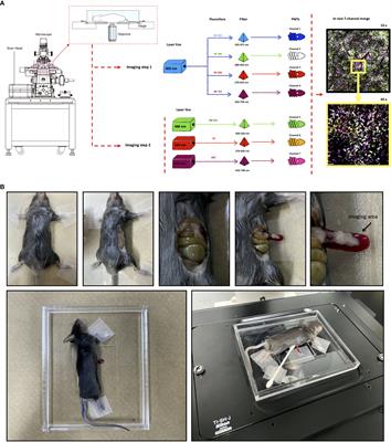 High-dimensional intravital microscopy reveals major changes in splenic immune system during postnatal development